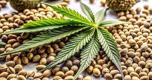 Exploring the Wonders of Lowryder Autoflower