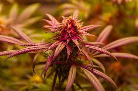 Exploring the Wonders of Lowryder Autoflower